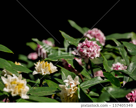 Daphne flowers blooming in early spring 137405349