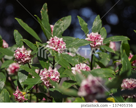 早春盛開的瑞香花 早春盛開的瑞香花 137405356