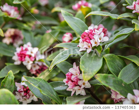Daphne flowers blooming in early spring Daphne flowers blooming in early spring 137405363