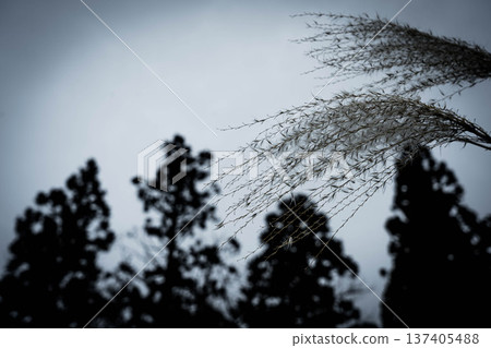 Winter thin Winter thin 137405488
