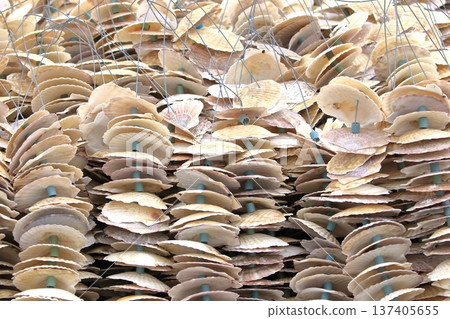用於牡蠣養殖的扇貝殼 137405655