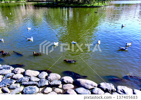 [Kanagawa] Spring at Tsurugaoka Hachimangu Shrine in Kamakura - Carp and ducks at Genji Pond 137405683