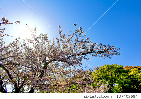 [Kanagawa] Spring at Tsurugaoka Hachimangu Shrine in Kamakura: Cherry blossoms in full bloom beside Genji Pond 137405684