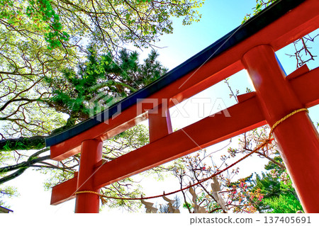 【神奈川】鎌倉鶴岡八幡宮的春天－幡上弁財天神社的鳥居與藍天 137405691