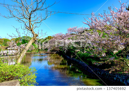 [神奈川]鎌倉鶴岡八幡宮的春天-源氏池和櫻花 137405692