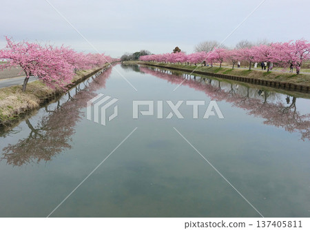 Kawazu Cherry Blossom Road in Matsusaka City at its best Kawazu Cherry Blossom Road in Matsusaka City at its best 137405811