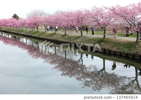 Kawazu Cherry Blossom Road in Matsusaka City at its best Kawazu Cherry Blossom Road in Matsusaka City at its best 137405814