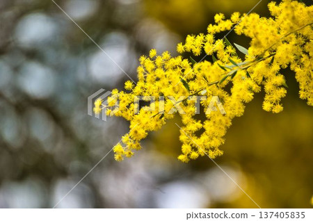 在耀眼的光芒中品嚐含羞草雞尾酒 在耀眼的光芒中品嚐含羞草雞尾酒 137405835
