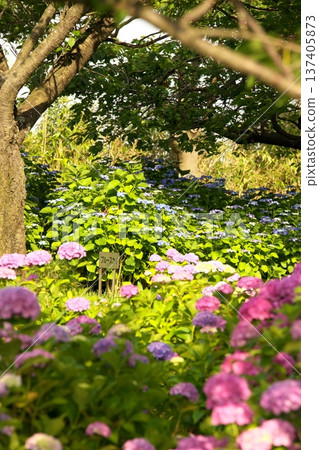 Hydrangeas in sunny weather ‗250629‗000 Hydrangeas in sunny weather ‗250629‗000 137405873