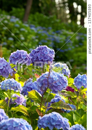 Hydrangeas in sunny weather ‗250629‗000 Hydrangeas in sunny weather ‗250629‗000 137405893
