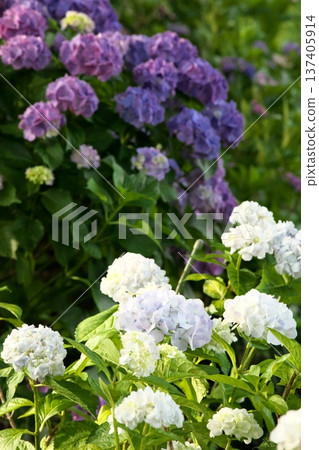 陽光下的繡球花 ‗250629‗000 137405914