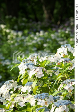 陽光下的繡球花 ‗250629‗000 陽光下的繡球花 ‗250629‗000 137405915