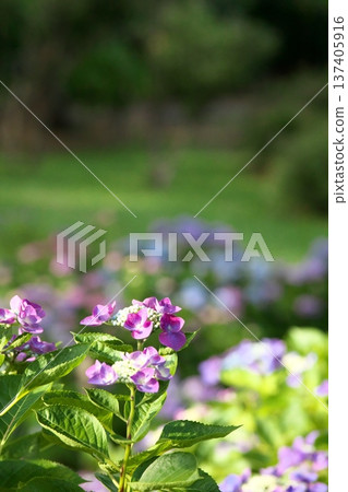 陽光下的繡球花 ‗250629‗000 137405916