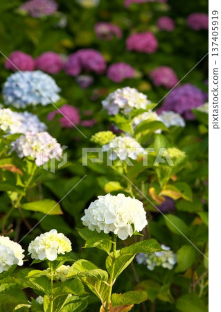Hydrangeas in sunny weather ‗250629‗000 137405919