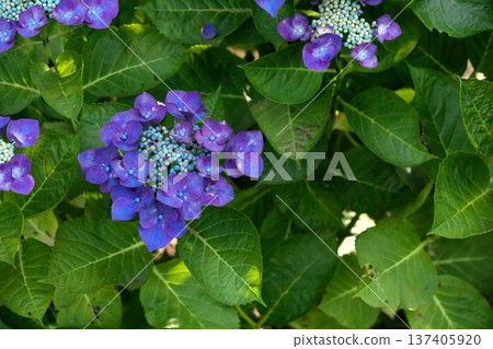 Hydrangeas in sunny weather ‗250629‗000 137405920