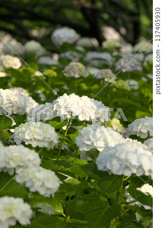 Hydrangeas in sunny weather ‗250629‗000 137405930