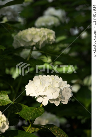 Hydrangeas in sunny weather ‗250629‗000 Hydrangeas in sunny weather ‗250629‗000 137405934