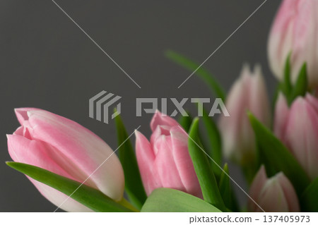 Pink tulips in a simple arrangement on a grey background showcasing spring colors and natural beauty in a modern setting Pink tulips in a simple arrangement on a grey background showcasing spring colors and natural beauty in a modern setting 137405973