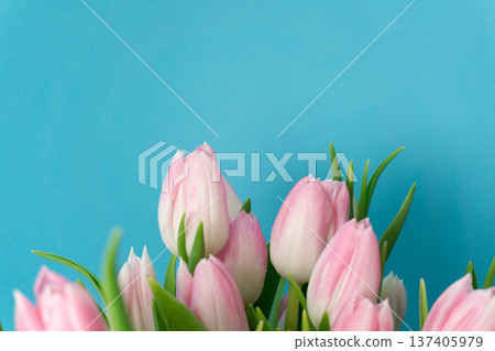 Fresh pink tulips arranged on a blue background for decoration or gifts during spring celebrations and events 137405979