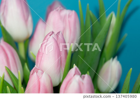 Pink tulips in a colorful arrangement with green leaves in a bright setting by the window during spring season Pink tulips in a colorful arrangement with green leaves in a bright setting by the window during spring season 137405980