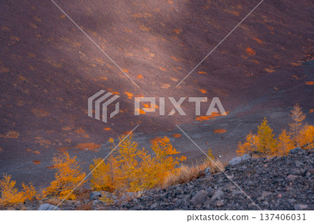 (Shizuoka Prefecture) First snow on Mt. Fuji and autumn leaves at the crater of Mt. Hoei (Shizuoka Prefecture) First snow on Mt. Fuji and autumn leaves at the crater of Mt. Hoei 137406031