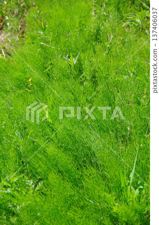 馬尾草 137406037