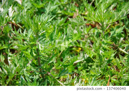 艾草 艾草 艾草 艾草 137406040