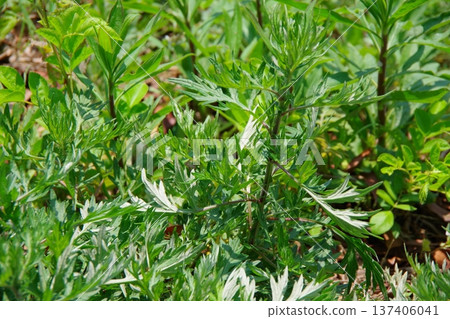 Mugwort Mugwort 137406041