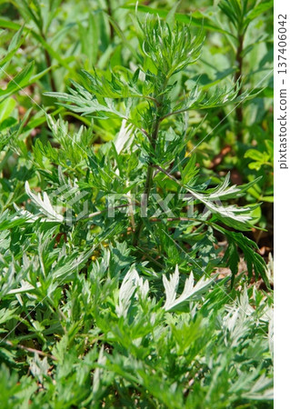 Mugwort Mugwort 137406042