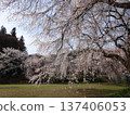 Cherry blossoms at Takinosawa Park in Iida City 137406053