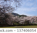 Cherry blossoms at Takinosawa Park in Iida City 137406054