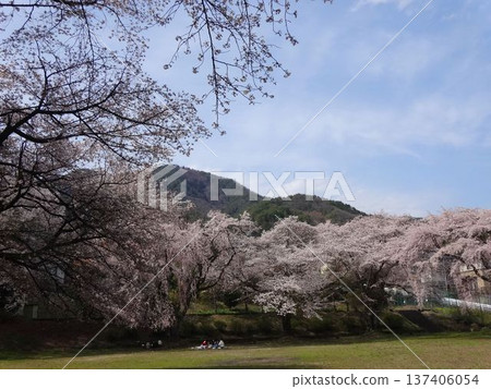 Cherry blossoms at Takinosawa Park in Iida City 137406054