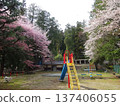 Cherry blossoms at Takinosawa Park in Iida City 137406055