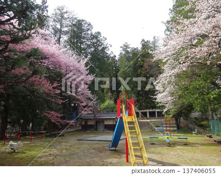 Cherry blossoms at Takinosawa Park in Iida City 137406055