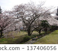 Cherry blossoms at Takinosawa Park in Iida City 137406056