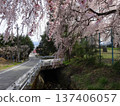 Cherry blossoms at Takinosawa Park in Iida City 137406057