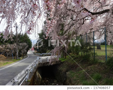 Cherry blossoms at Takinosawa Park in Iida City 137406057