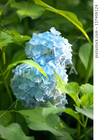 Hydrangeas on a sunny day‗260629‗0112 Hydrangeas on a sunny day‗260629‗0112 137406124