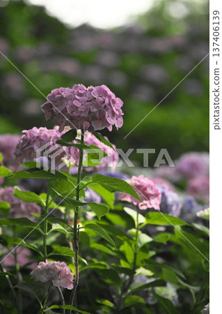 Hydrangeas on a sunny day‗260629‗0103 137406139