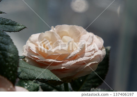 Romantic Garden Flower Close-Up 137406197