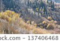 Beautiful Autumn Landscape With Trees And Leaves 137406468