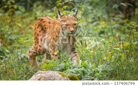 The Eurasian lynx (Lynx lynx) in the forest. 137406799