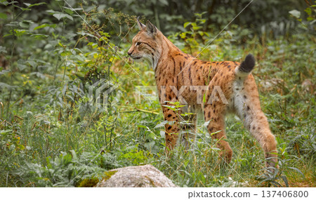 The Eurasian lynx (Lynx lynx) in the forest. 137406800