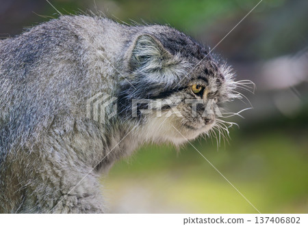 Pallas's cat (Otocolobus manul), also known as the manul, is a small wild cat with long and dense light grey fur, and rounded ears set low on the sides of the head. Pallas's cat (Otocolobus manul), also known as the manul, is a small wild cat with long and dense light grey fur, and rounded ears set low on the sides of the head. 137406802