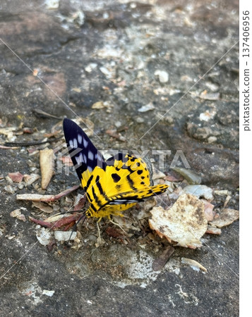 Vibrant Yellow and Black Spotted False Tiger Moth Dysphania militaris on Ground 137406956