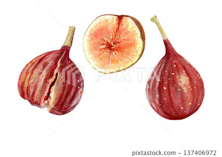 Fig set with whole ripe fruits, sliced fig showing pulp and seeds. Hand-painted watercolor food illustration elements isolated on white background, ingredient clip art for packaging, recipes, menus Fig set with whole ripe fruits, sliced fig showing pulp and seeds. Hand-painted watercolor food illustration elements isolated on white background, ingredient clip art for packaging, recipes, menus 137406972