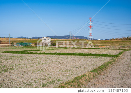Spring rural scenery, Kyotanabe City, Kyoto Prefecture 137407193