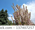 Beautiful Flowers Of Apple Tree In The Garden 137407257