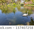 Beautiful View Of A White Swan Swimming In The Pond 137407258