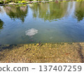 Beautiful View Of The Pond 137407259